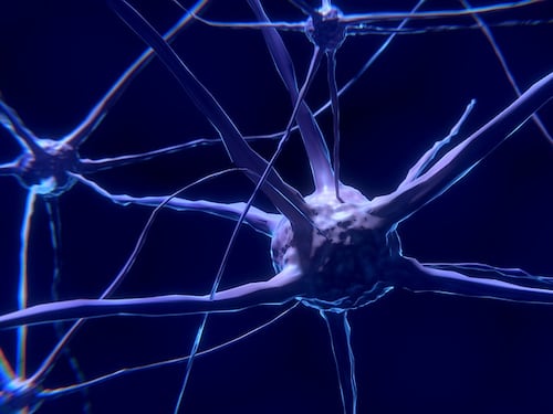 Il cervello umano generatore di neuroni a 90 anni