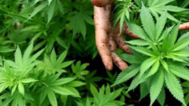 Dilaga la "Cannabis light", nuovo store a Terni