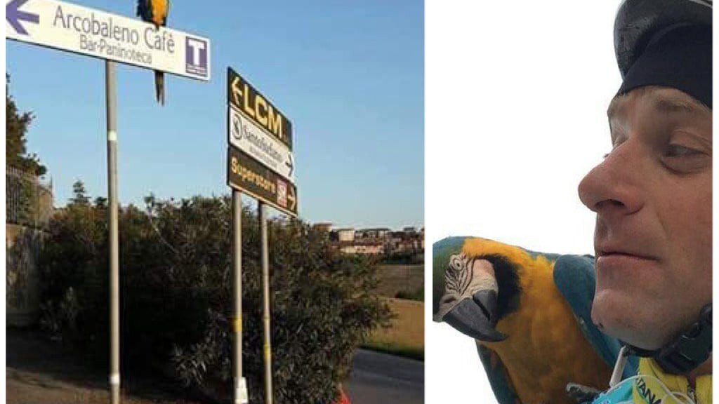 Il pappagallo Frankie non si dà pace: aspetta ancora che passi l'amico Scarponi