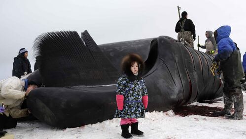 La caccia alla balena in Alaska 7