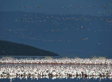 La magia dei fenicotteri rosa in Kenya 17
