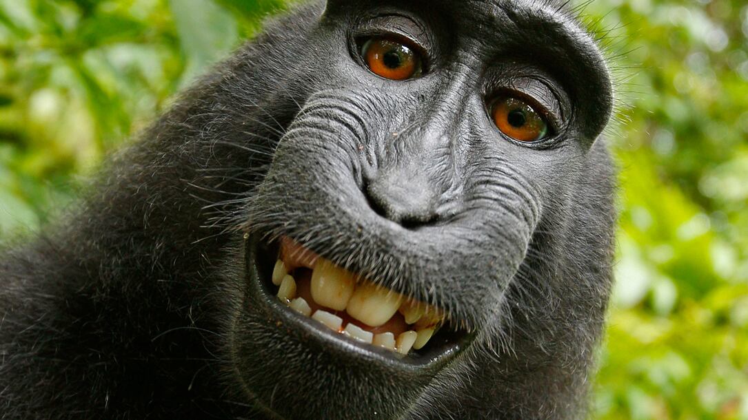 Se gli animali fanno selfie per prendere in giro gli umani