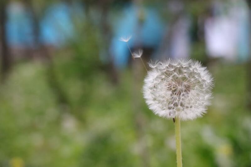 Soffione