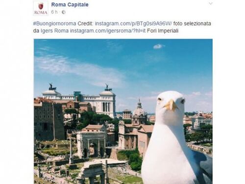 Bufera sul Comune di Roma: posta su Facebook la foto di un gabbiano