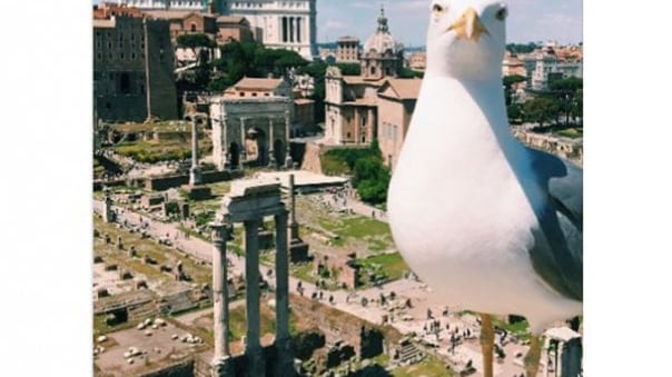 Bufera sul Comune di Roma: posta su Facebook la foto di un gabbiano