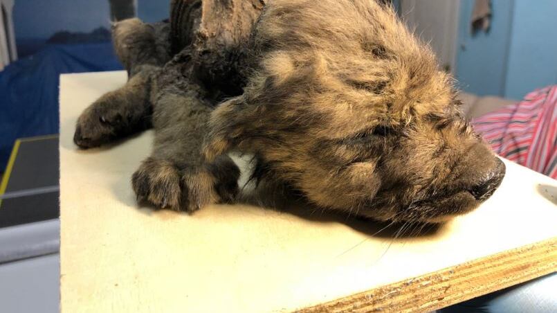 Siberia, gli scienziati trovano un cucciolo di 18mila anni intatto: era nel permafrost