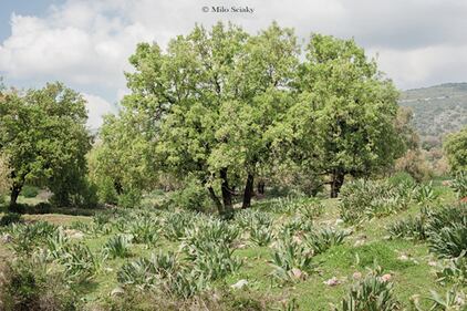 Portraits of a Land e le foto di Milo Sciaky 3
