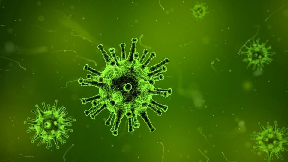 L’Escherichia Coli può causare le malattie cardiovascolari