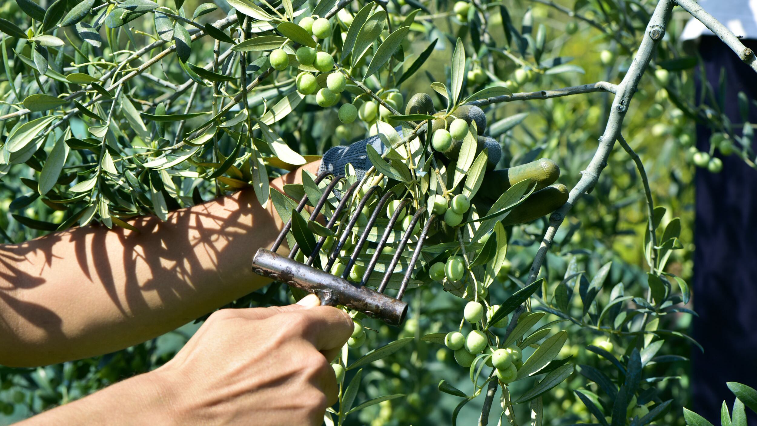Forza Italia propone di istituire un ministero del "made in Italy"