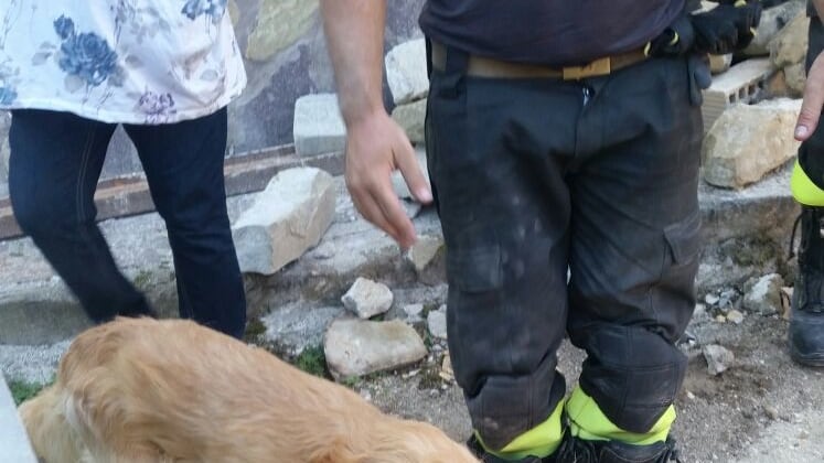 A Brescia la 'banca dati del sangue' che salva i cani