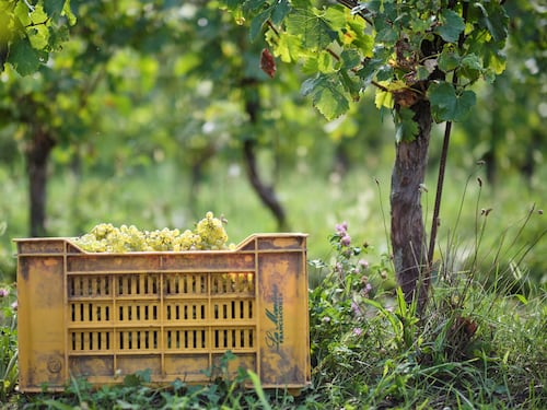 Montina, un’estate di eventi in Franciacorta