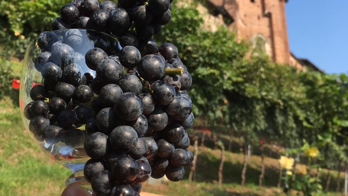 Vinitaly 2023: tutti i nuovi trend per gli appassionati del vino
