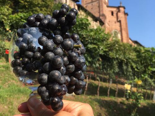 Vinitaly 2023: tutti i nuovi trend per gli appassionati del vino