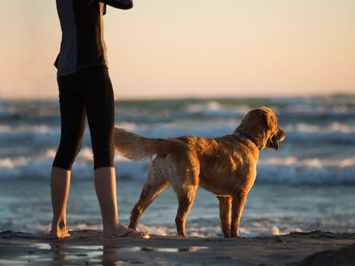 Coldiretti: animali e partenze, gli italiani in vacanza