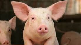 Una città danese obbliga le mense pubbliche a servire carne di maiale