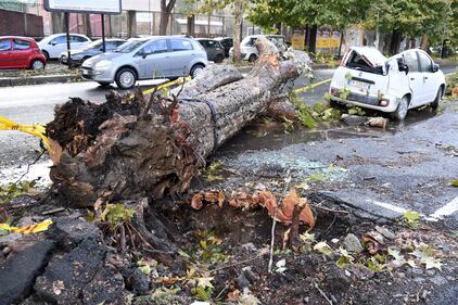 Maltempo Roma, alberi caduti dopo il temporale di ieri 7