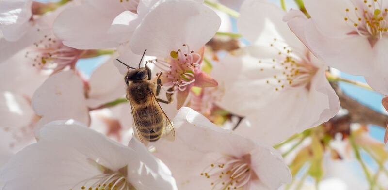 Ape su fiore bianco