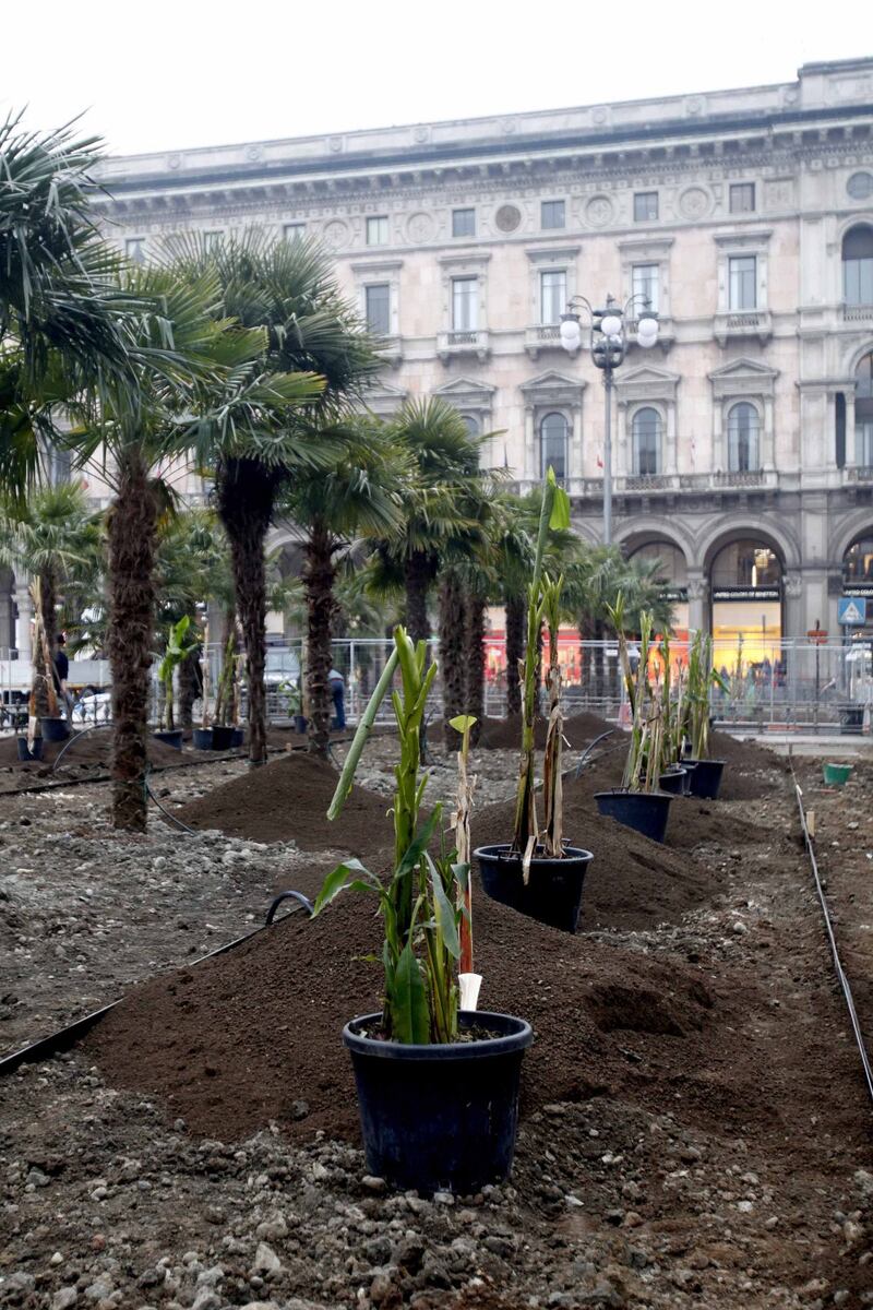 I banani arrivano in piazza Duomo 1