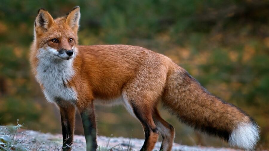Volpi ingrassate per pellicce più belle