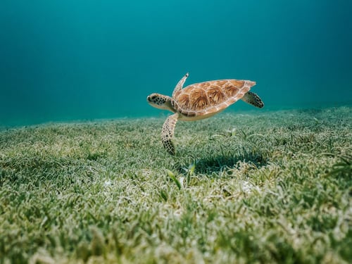 Allarme "animali spia" in Cina: “Tartarughe e pesci usati per rubare dati nei nostri mari”