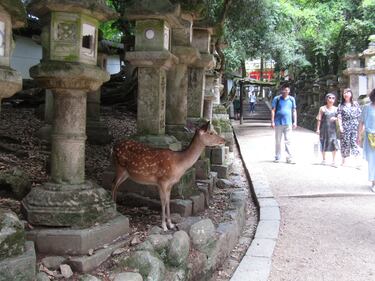 Kasuga Taisha a Nara, dove mille lanterne fanno luce agli dèi 1