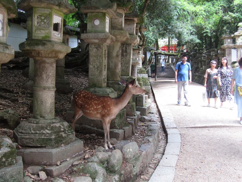 Kasuga Taisha a Nara, dove mille lanterne fanno luce agli dèi 1