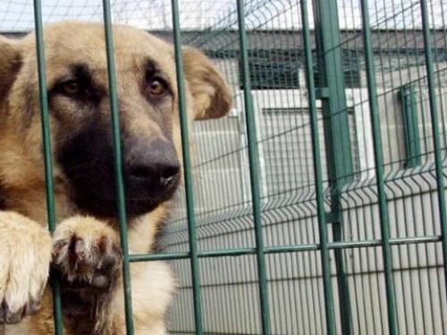 Blitz nel canile di Rho: "Scoperte carcasse nei frigoriferi"
