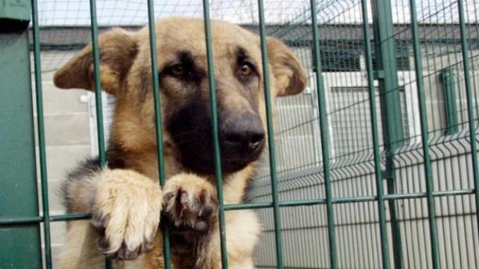 Il governo si arrende: gli animali sono salvi