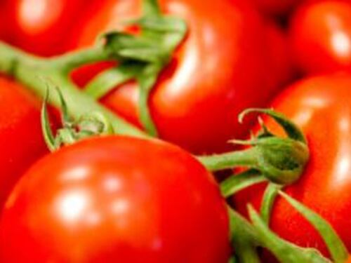Allarme per i coltivatori europei: virus potentissimo attacca i pomodori
