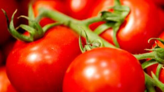 Allarme per i coltivatori europei: virus potentissimo attacca i pomodori