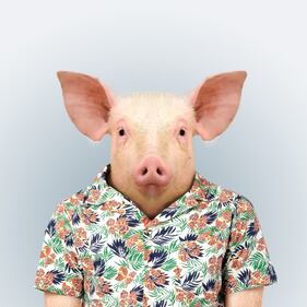 Avete mai visto animali vestiti da esseri umani? 6