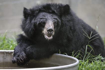 Gli orsi della Luna, salvati dall'Animal Asia Foundation 6