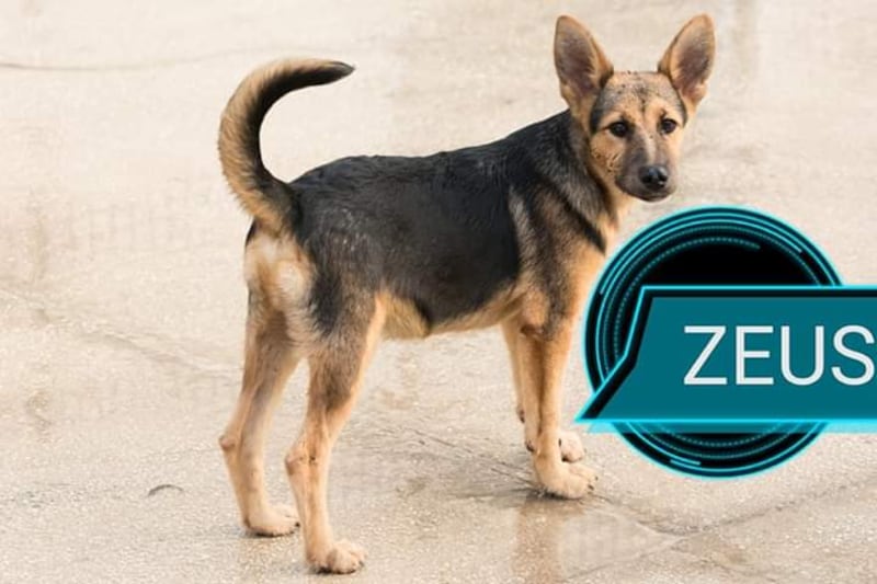 Vieste, i cani del canile dati in adozione davanti alle chiese 5