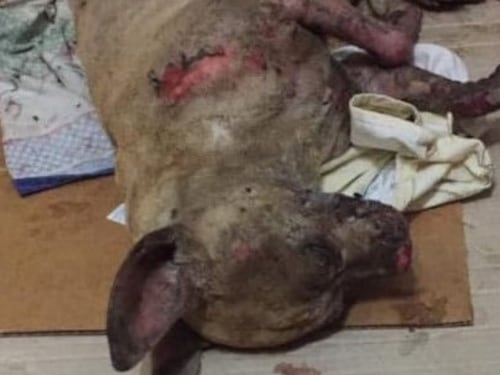 Caserta, cagnolino cosparso di acido muore dopo due giorni di agonia