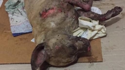 Caserta, cagnolino cosparso di acido muore dopo due giorni di agonia