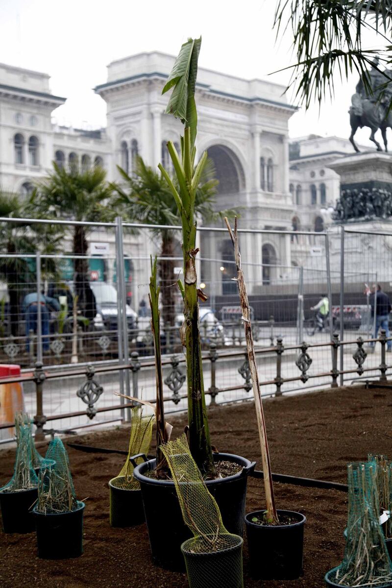 I banani arrivano in piazza Duomo 19