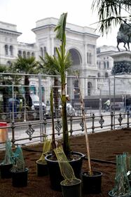 I banani arrivano in piazza Duomo 19