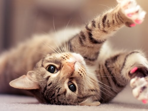 “Gatto” e quell’aiuto che lo ha condannato