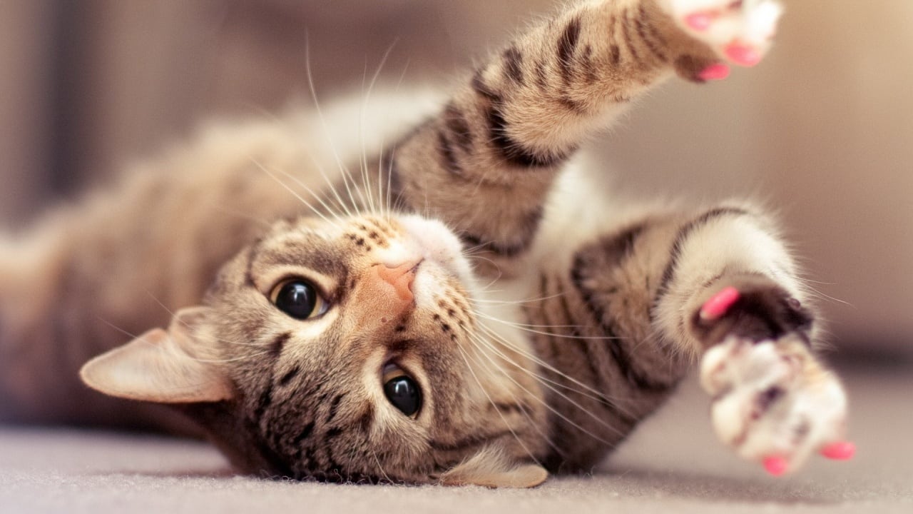 Sfilano a Bari i gatti più belli del mondo