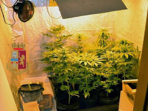 Una mini piantagione di marijuana in casa: arrestato