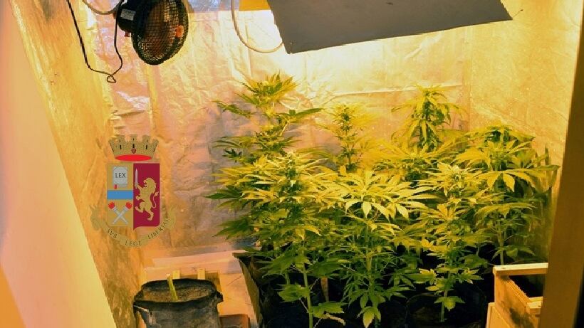 Una mini piantagione di marijuana in casa: arrestato