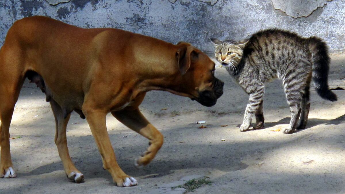 Cani e gatti troppo umani