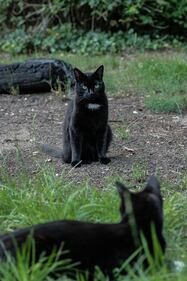 Gatto nero, foto 22