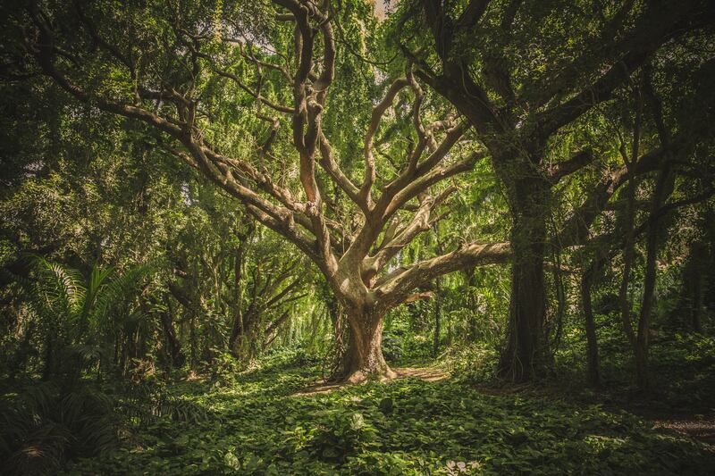 foreste