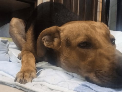 "Voleva giocare con loro": cane massacrato di botte e accoltellato da un gruppo di ragazzini