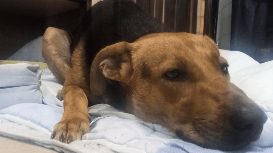 "Voleva giocare con loro": cane massacrato di botte e accoltellato da un gruppo di ragazzini