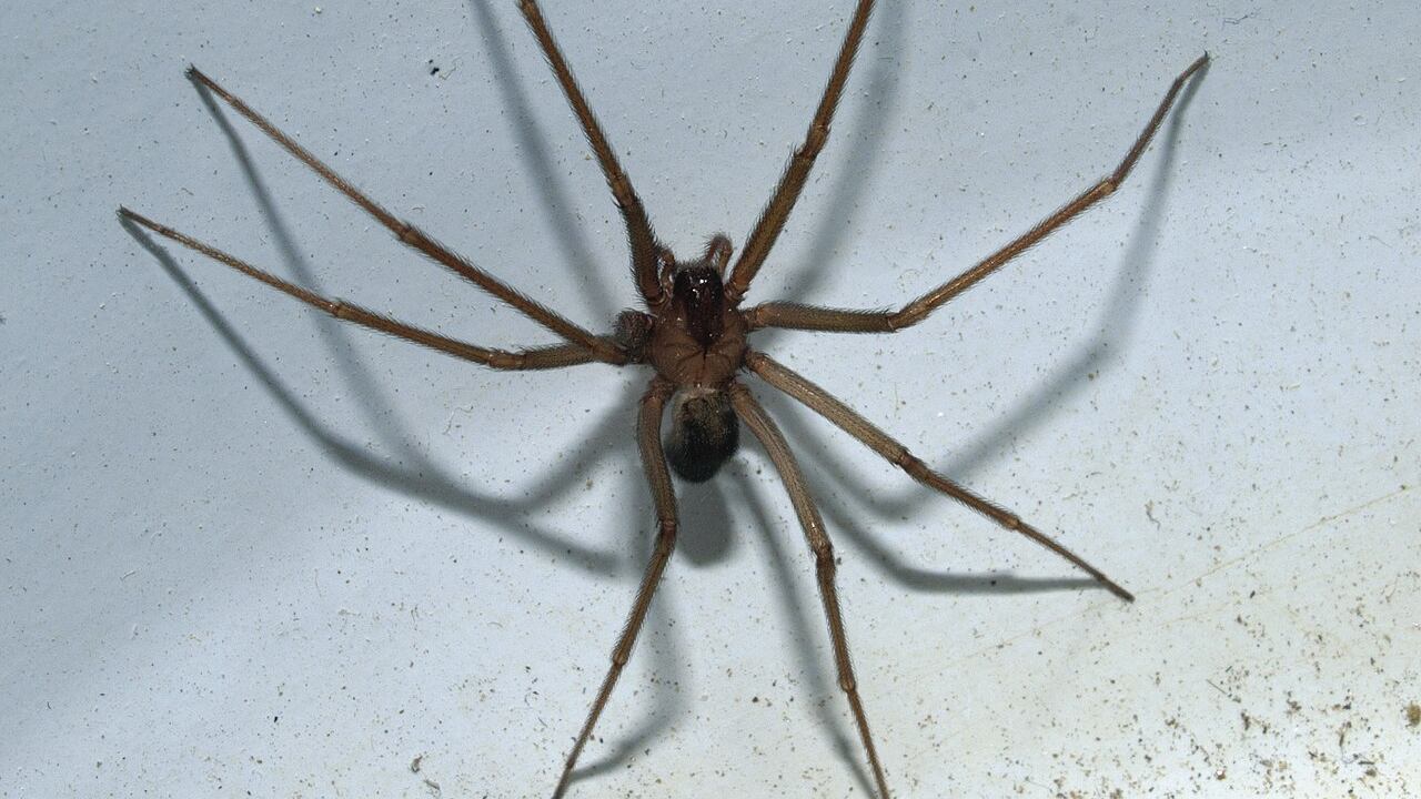 Ragno violino, è psicosi da morso: a Napoli anche 20 chiamate al giorno