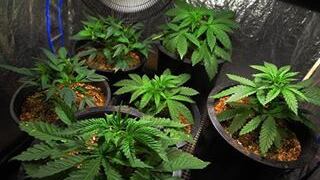 Arriva a Roma la marijuana legale