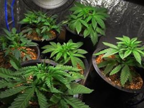 Arriva a Roma la marijuana legale