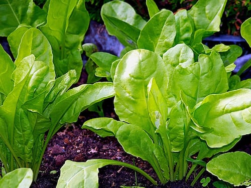Bietole, alleate di una sana alimentazione